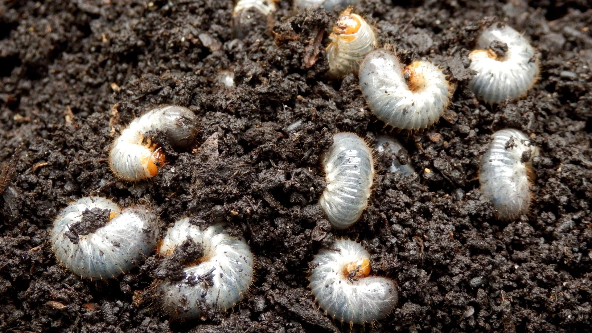 What Are Grubs & Are They Worth Worrying About?