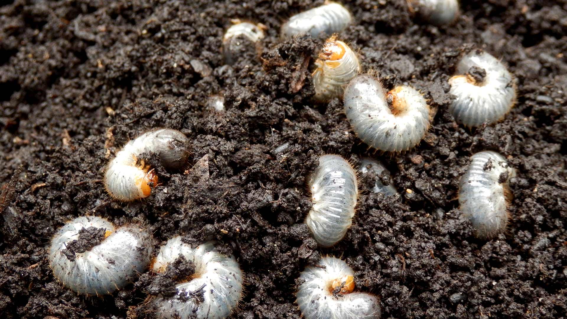 Here Are Some Tell-Tale Signs That Grubs Are Munching on Your Lawn
