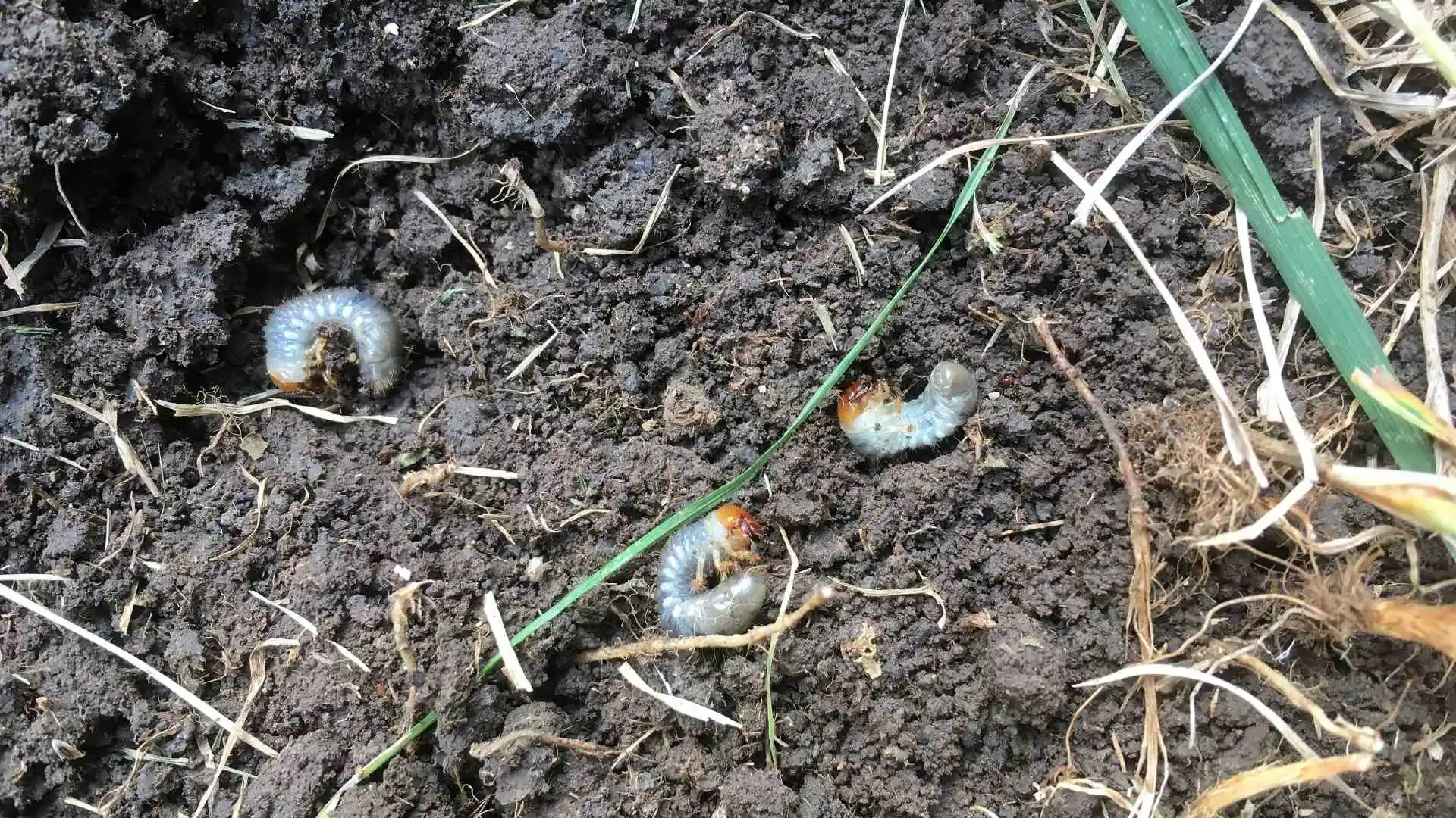 Grubs found in infested soil in Austin, TX.