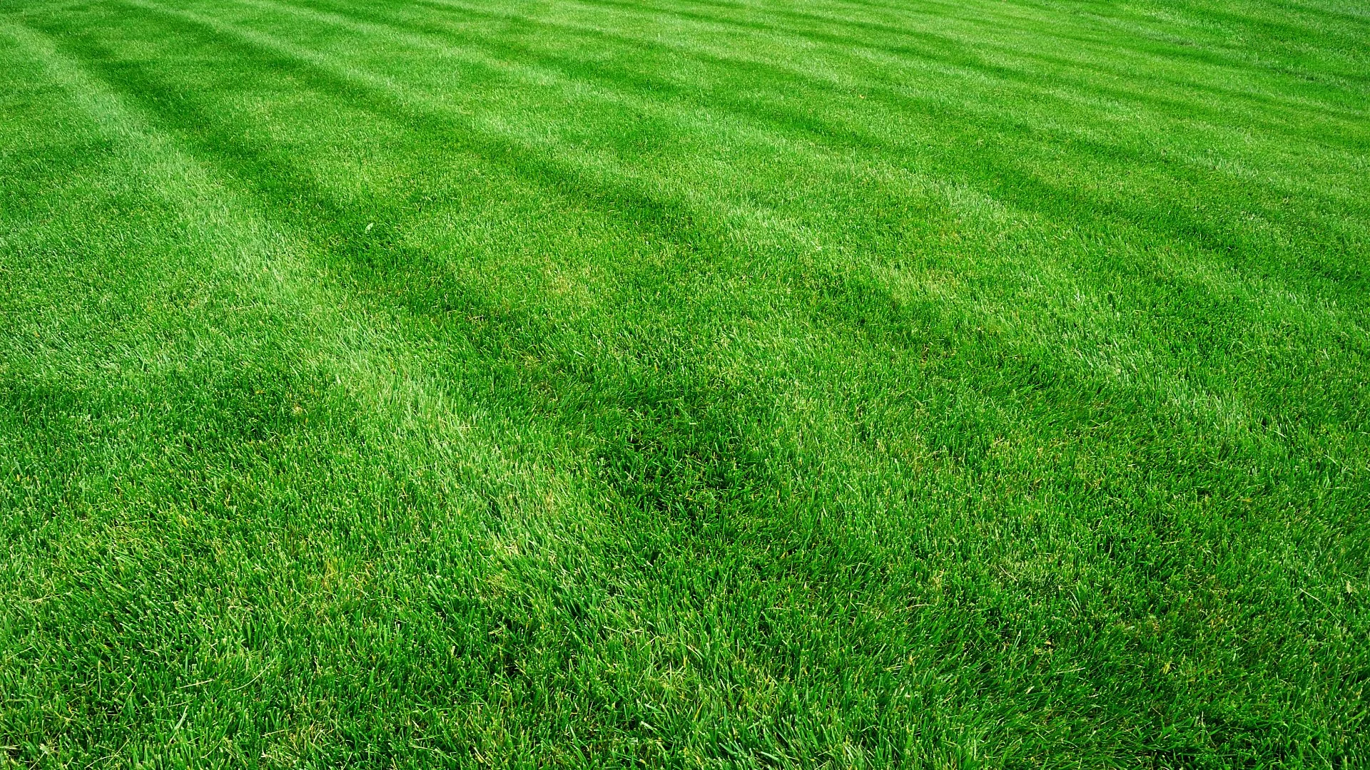 Is It Necessary to Fertilize Your Lawn in Texas in the Fall?