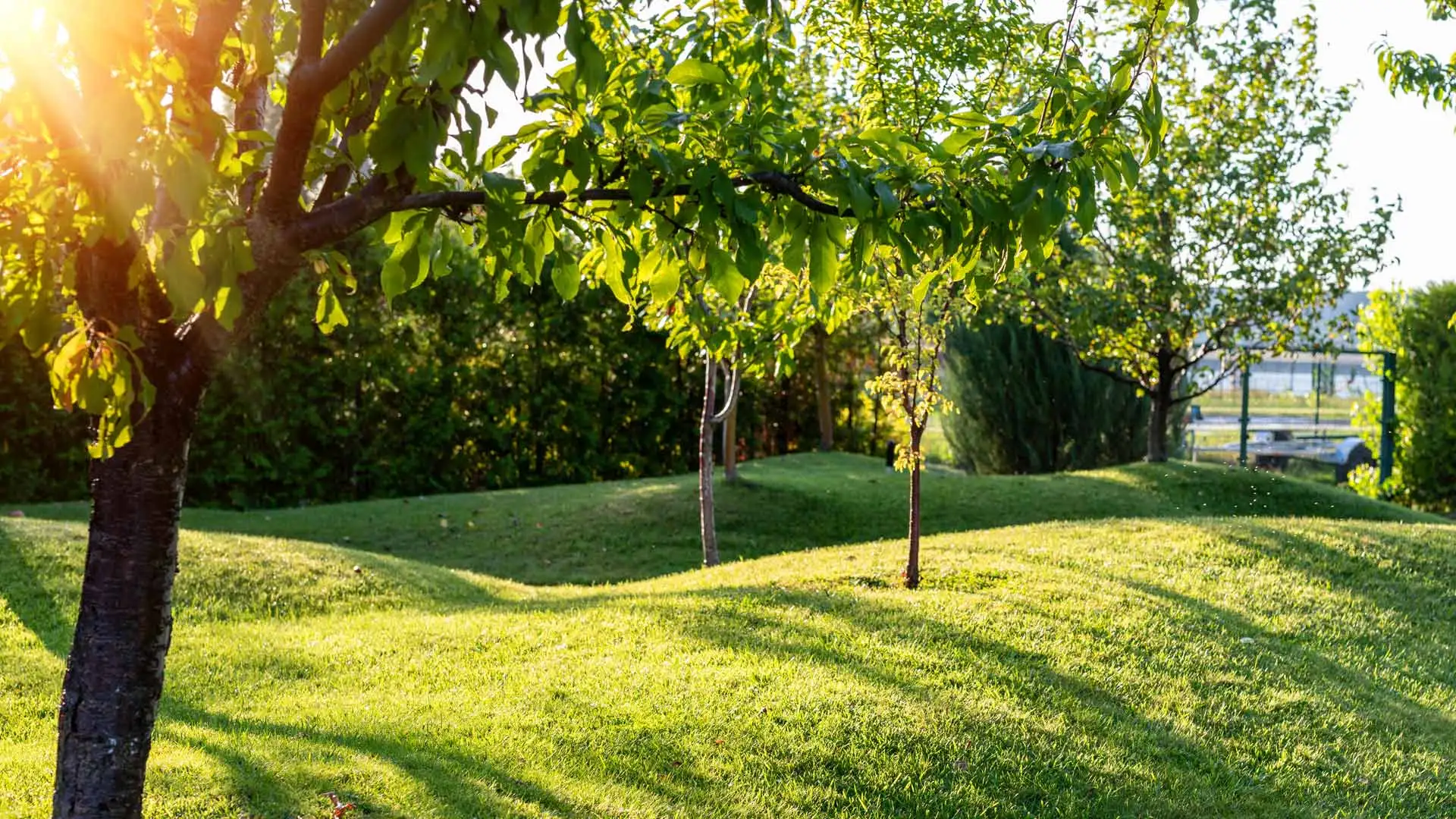 Healthy trees in a landscape in Wells Branch, TX.