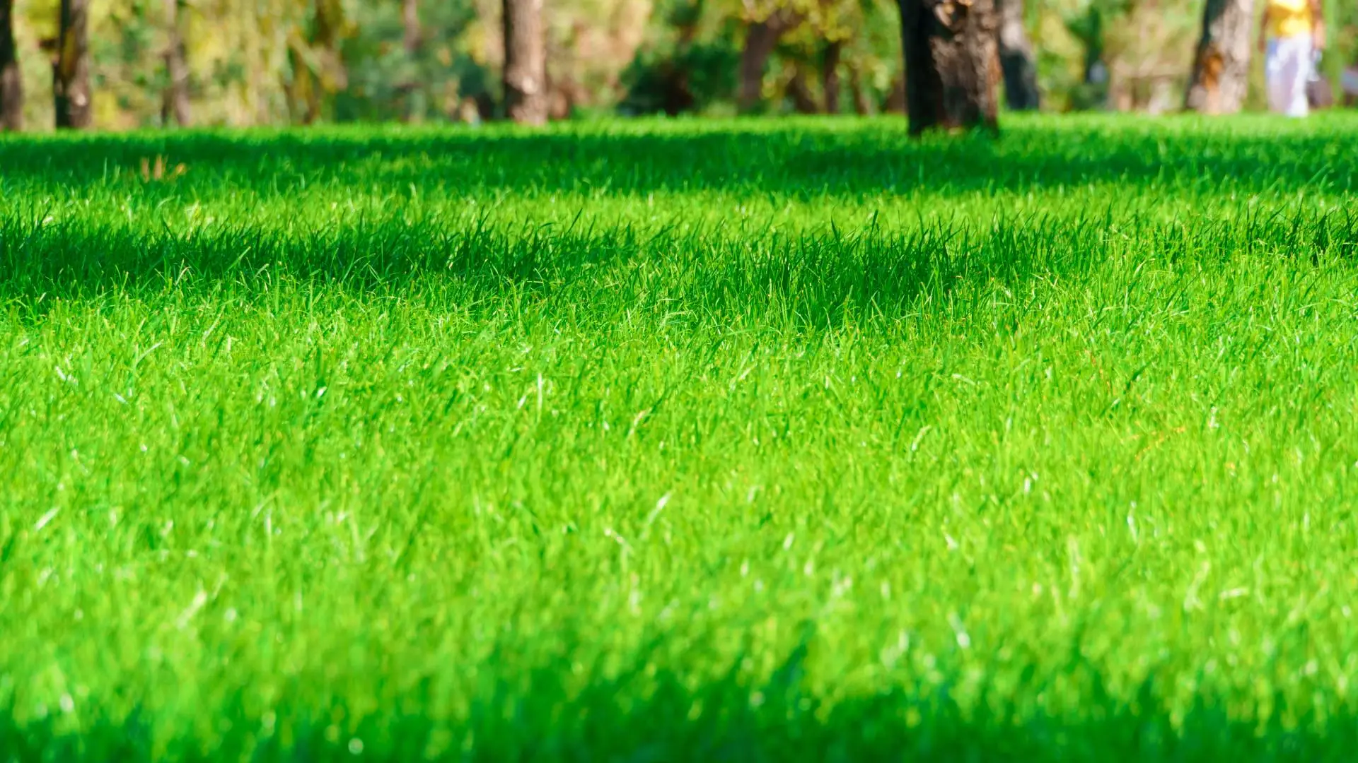 Lawn after liquid aeration application services in Austin, TX.