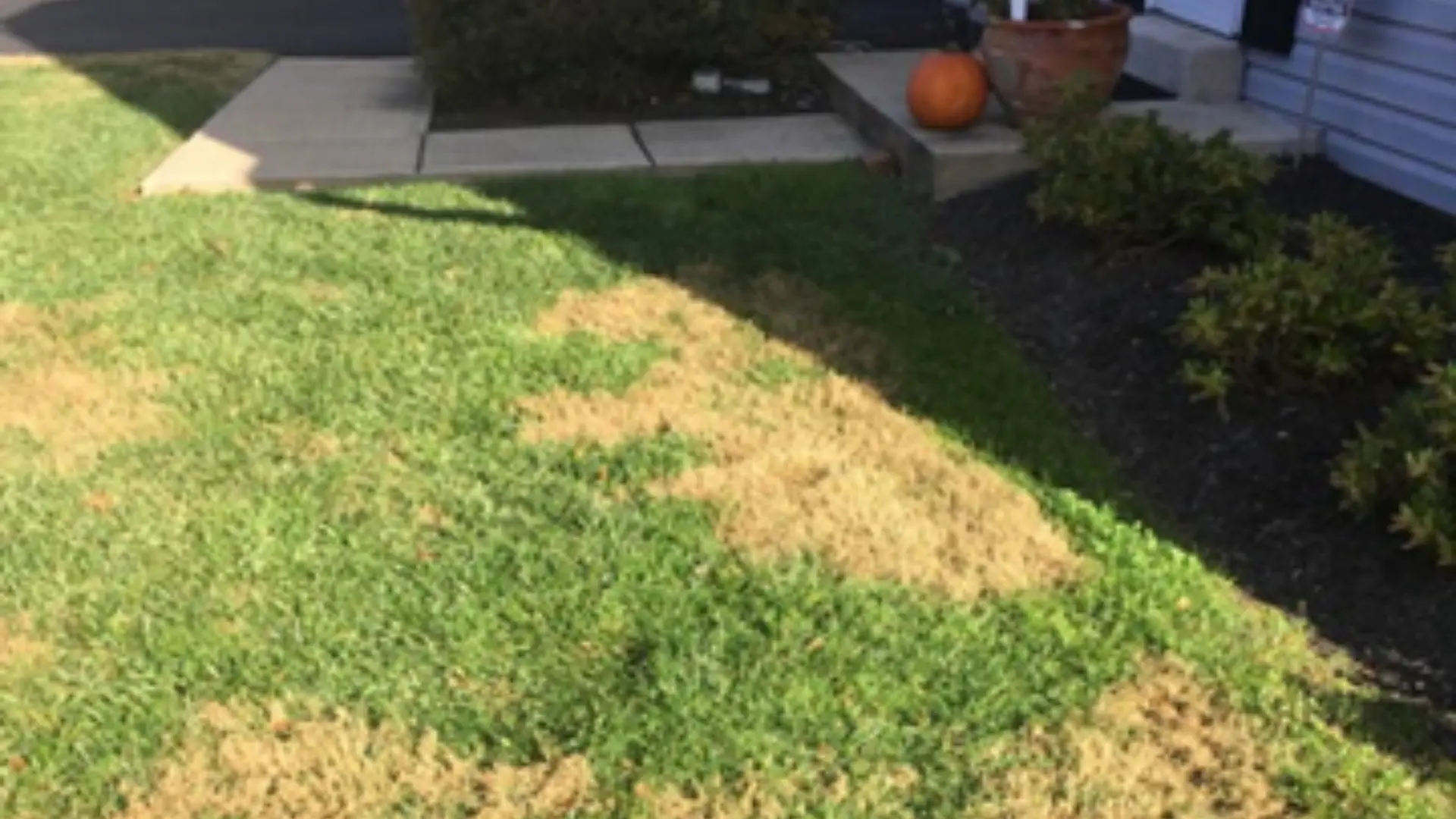 Steps You Can Take to Avoid Lawn Diseases