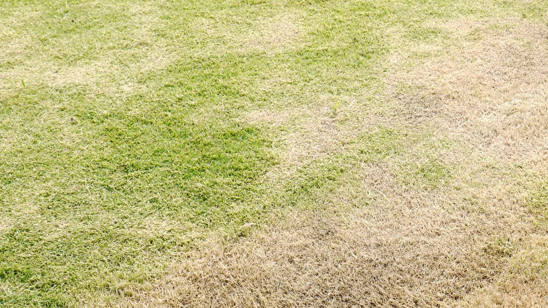 What Conditions Promote the Development of Lawn Diseases?