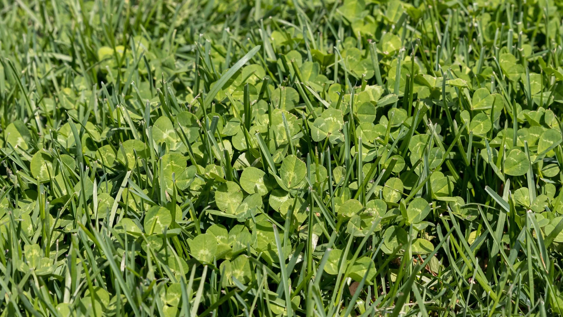 How Often Should Weed Control Treatments Be Applied?