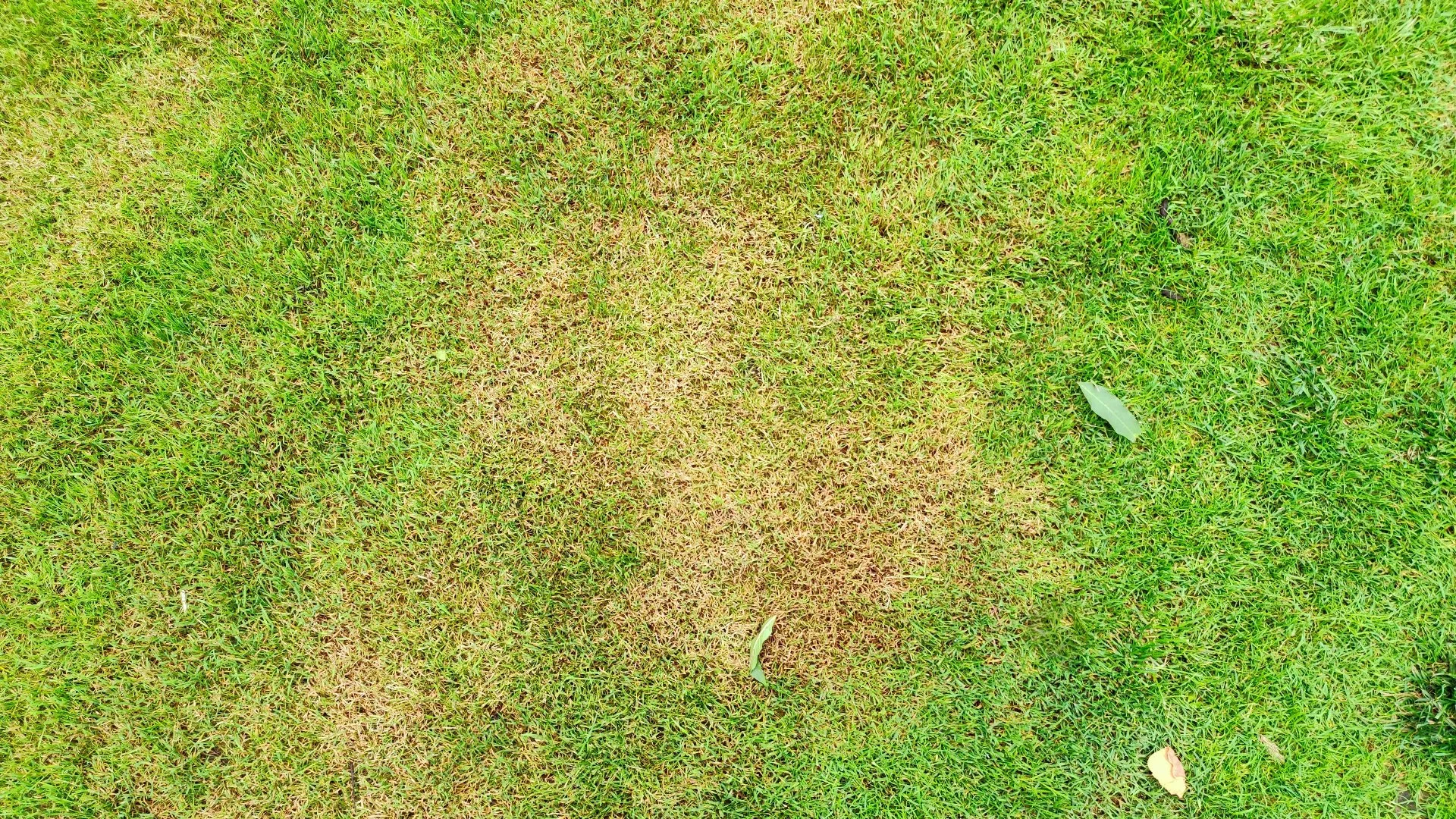 What Can Compact Your Lawn's Soil?