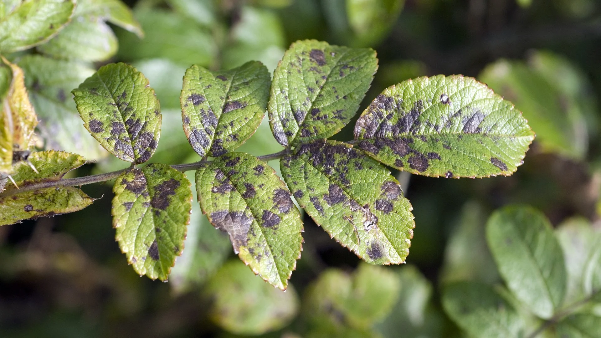 Beware of Leaf Spot: A Disease That Can Harm Your Trees & Shrubs!