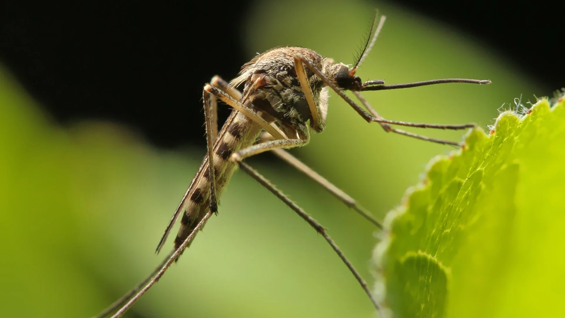 Why Are Mosquitoes More Active After It Rains?