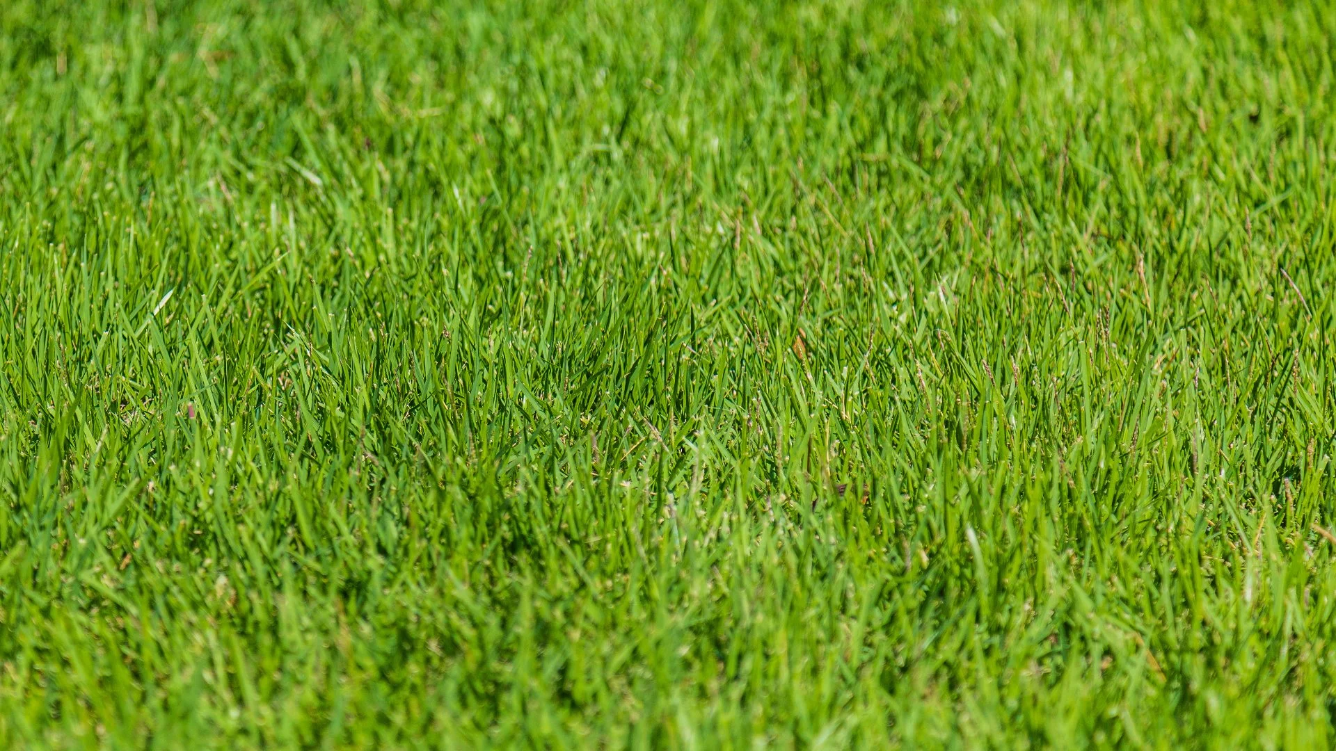 Enroll in a Lawn Care Program for a Beautiful, Hassle-Free Lawn