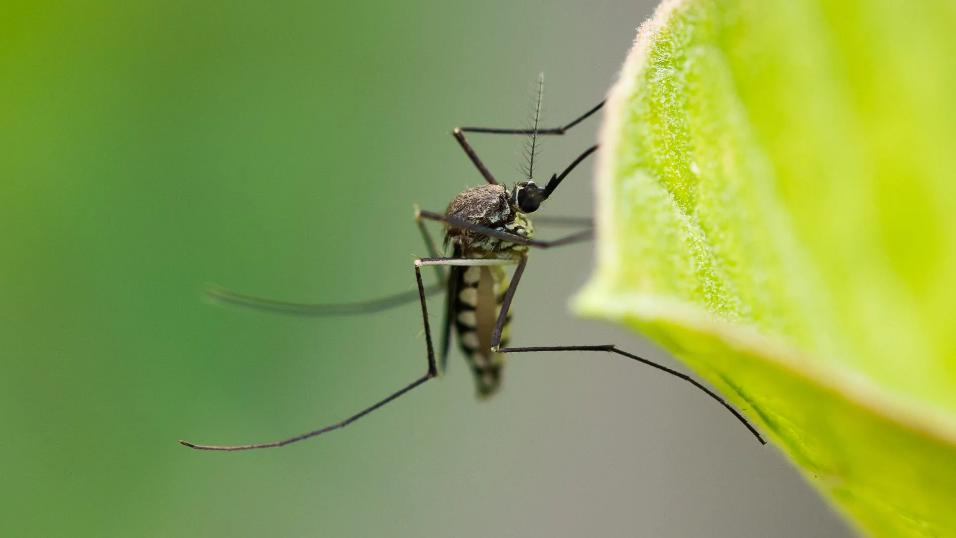Are Mosquito Control Treatments Worth It?