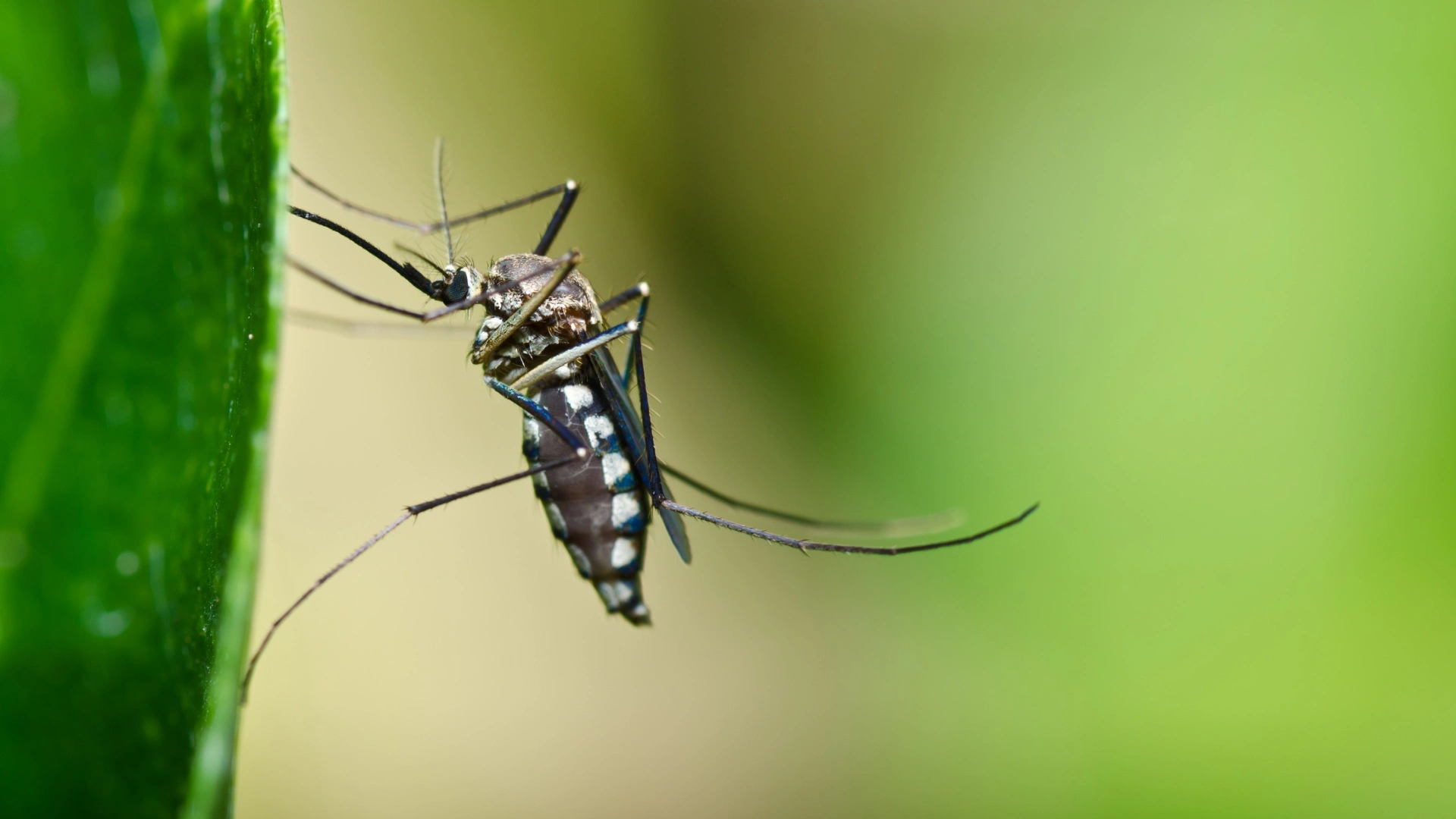 Mosquito found on grass blade in Austin, TX.