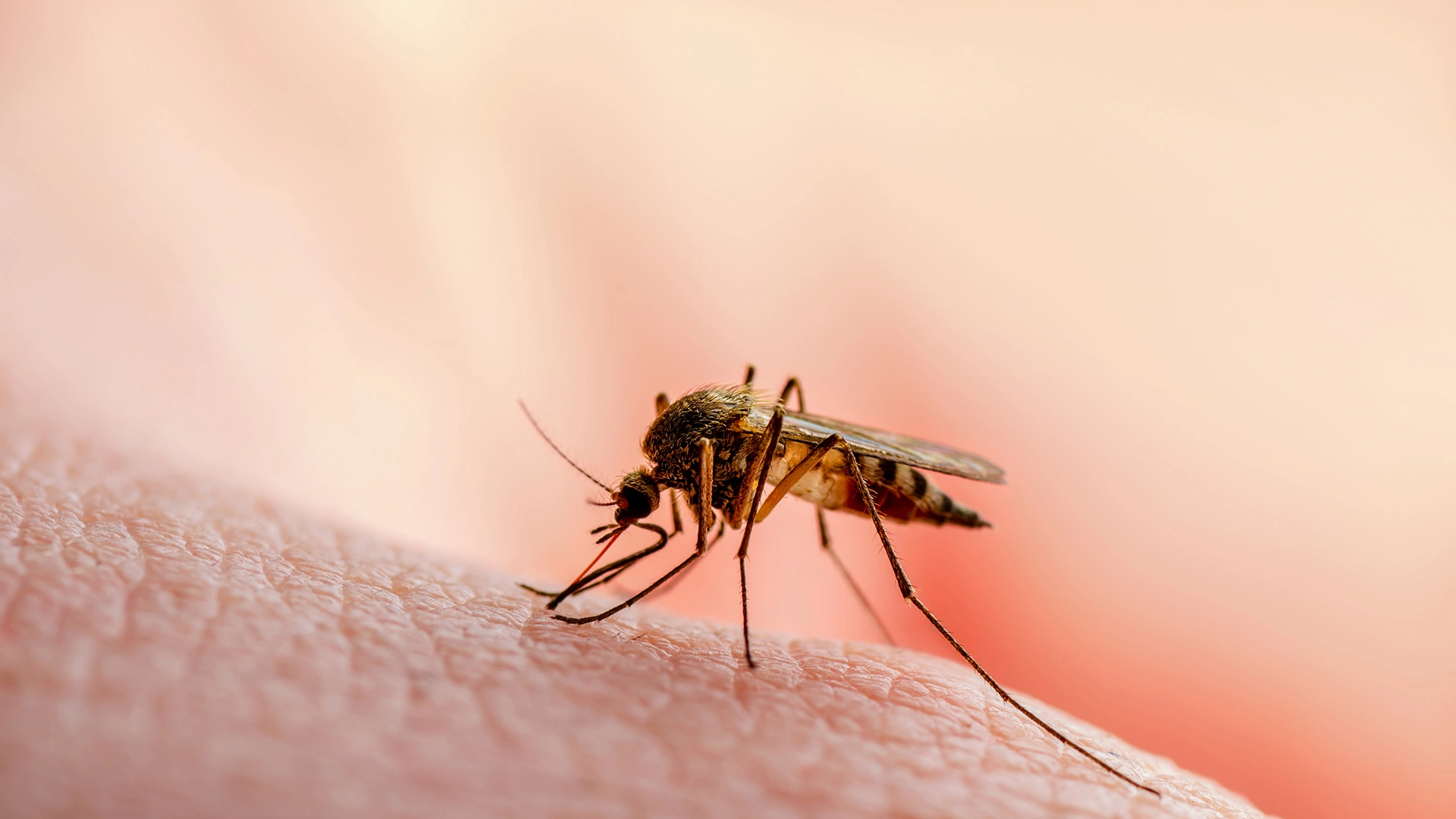 4 Ways to Ensure Mosquitoes Don’t Ruin Your Summer Nights