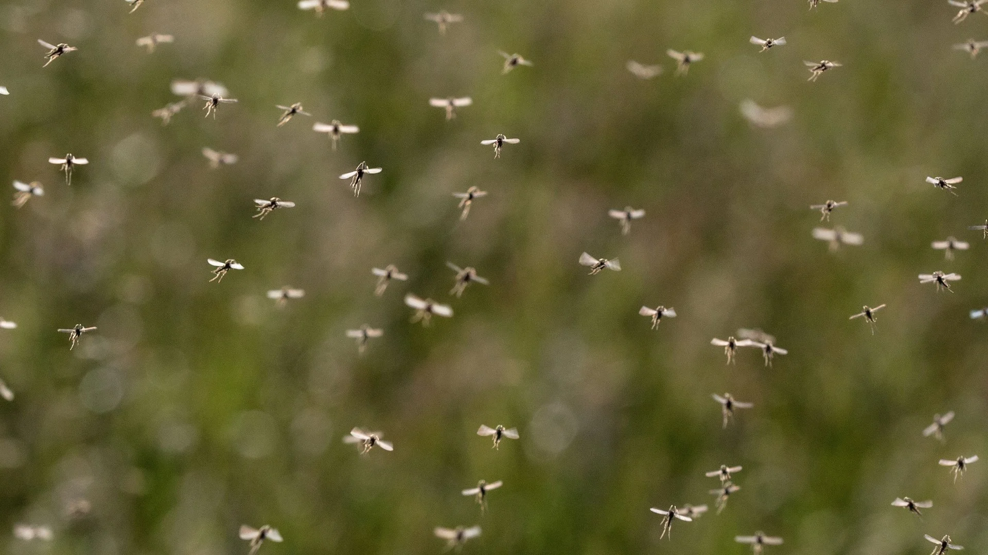 What Do Mosquito Harborage Areas Refer To?