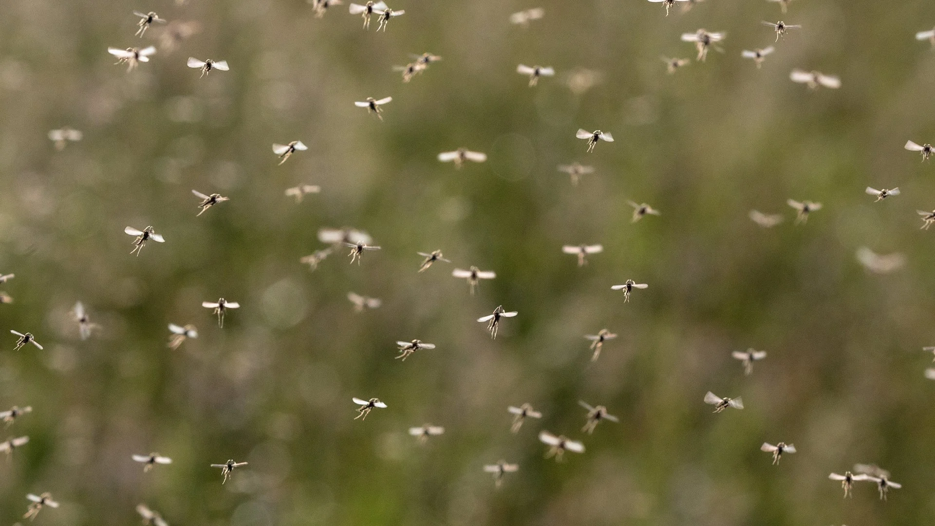 What Do Mosquitoes Hate Most?