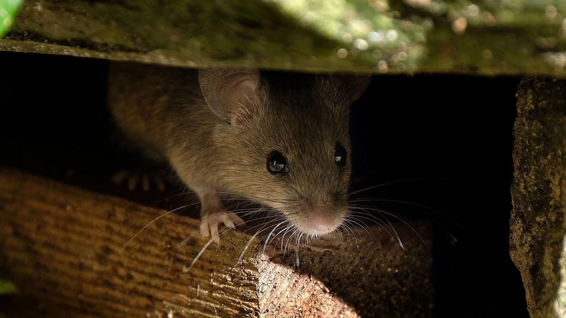 The Different Ways Mice Can Enter Your Home or Business