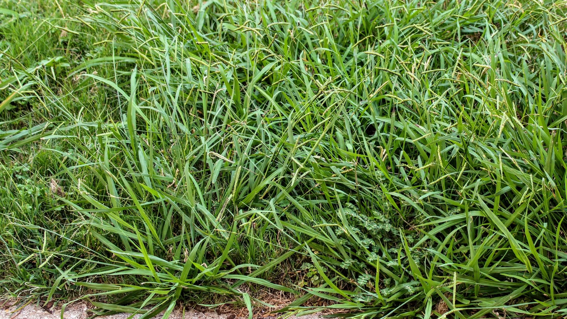 How to Deal With Crabgrass, a Common Weed That Invades Lawns in Texas