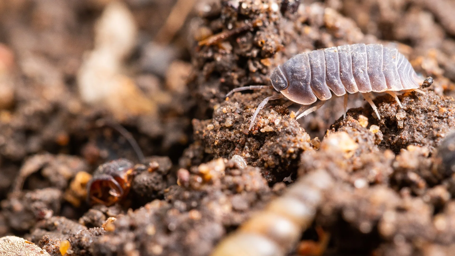 How to Keep Pill Bugs From Getting Inside Your Home