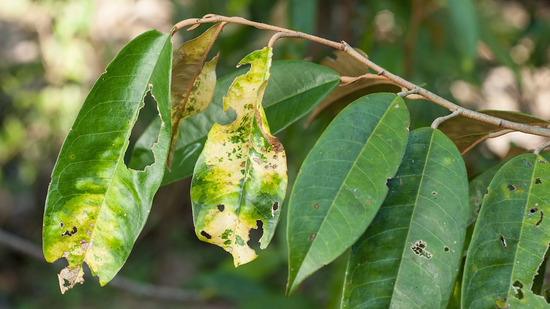 What Plant Diseases Typically Infect Trees & Shrubs in Texas?