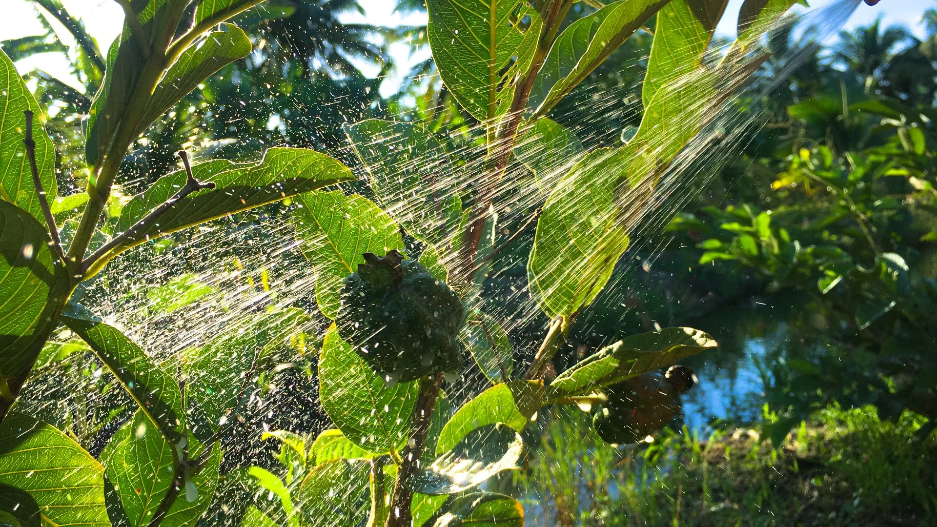 Timing Is Critical When It Comes to Pre-Emergent Weed Control