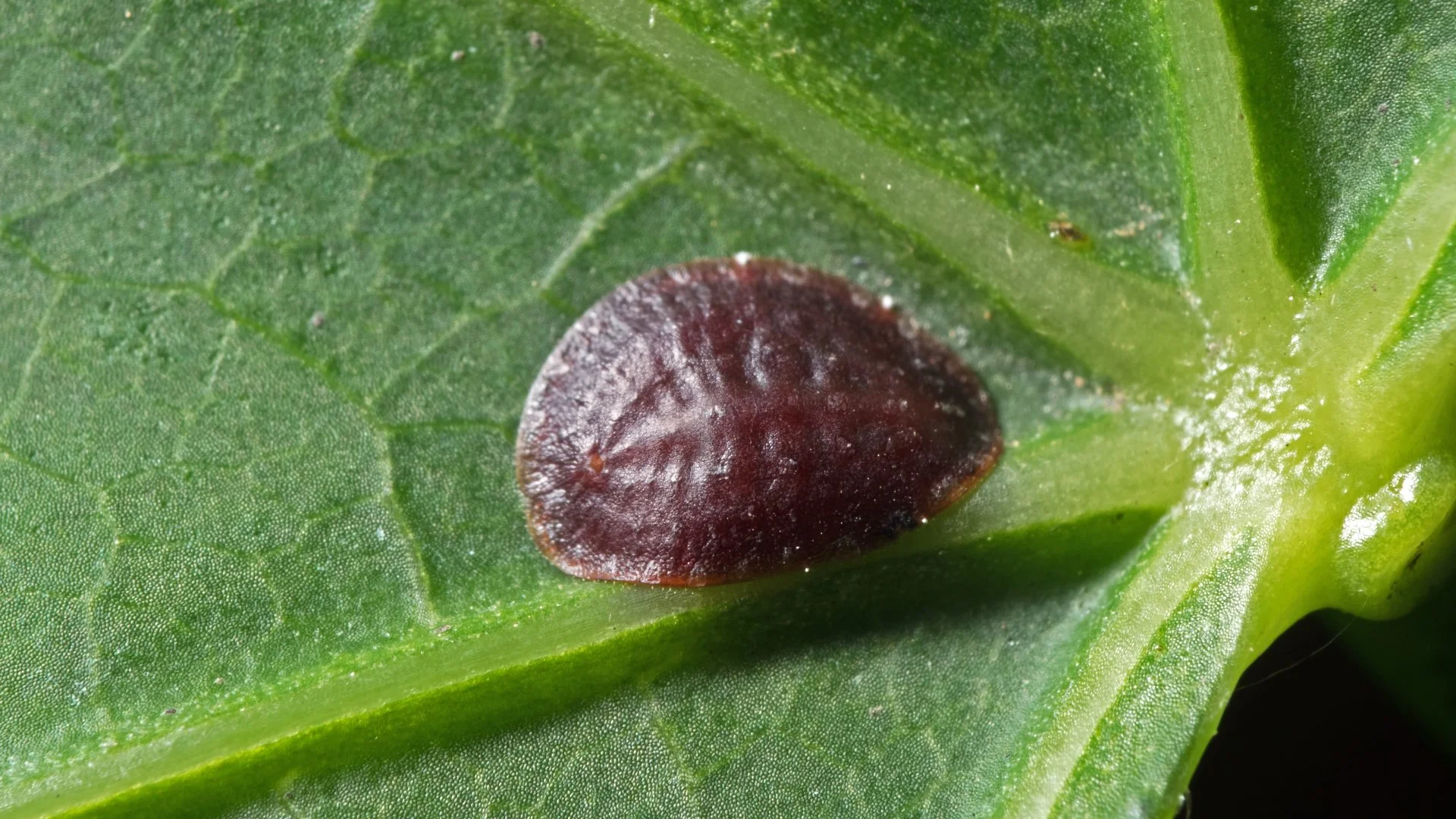 Scale Insects Are Common on Trees & Shrubs in Texas