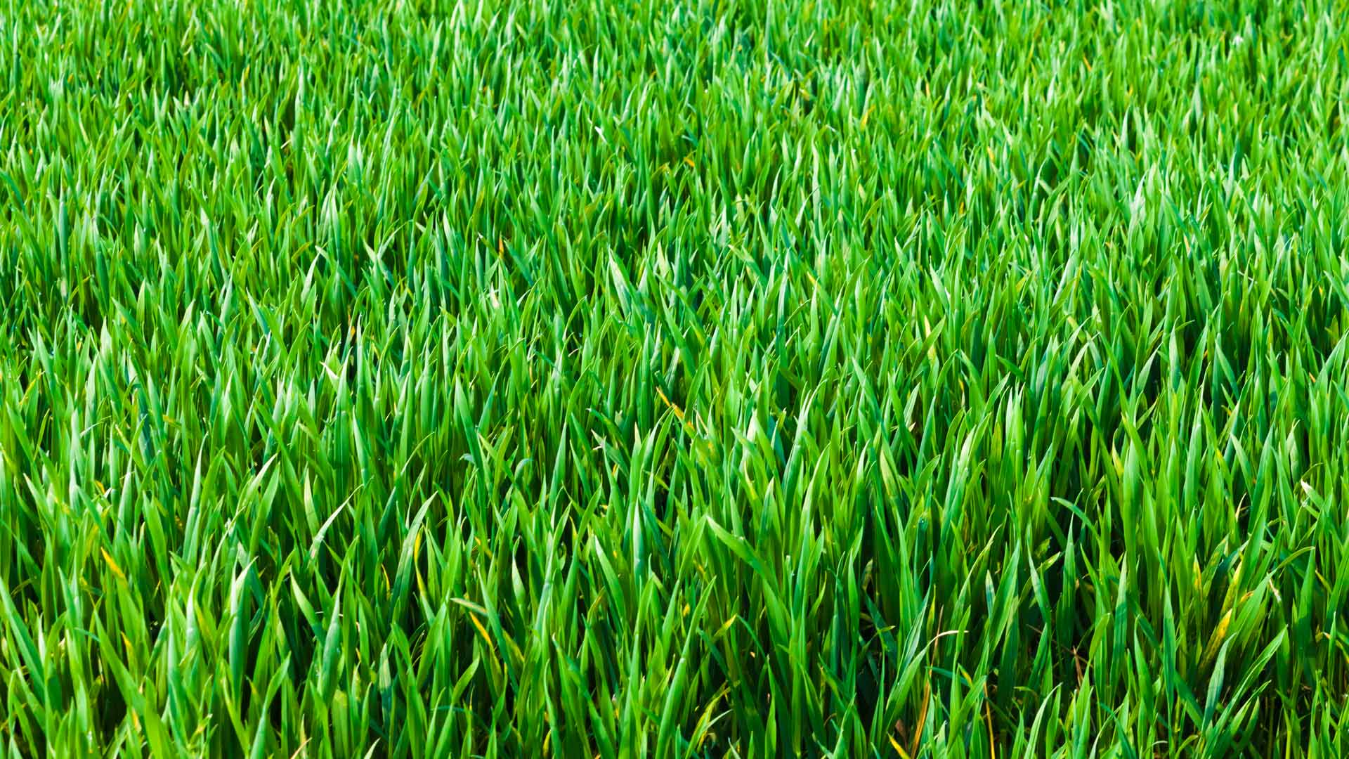 Healthy grass blades from a serviced lawn in North Austin, TX.