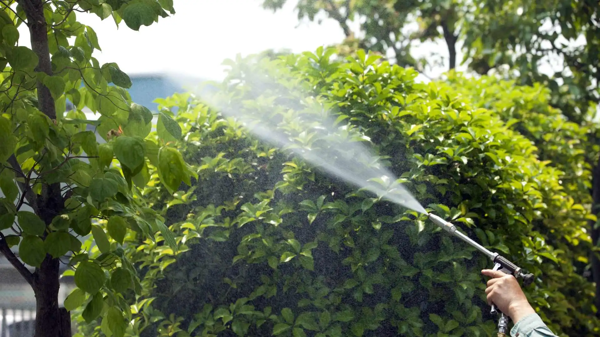 Professional applying liquid shrub treatment in Austin, TX.