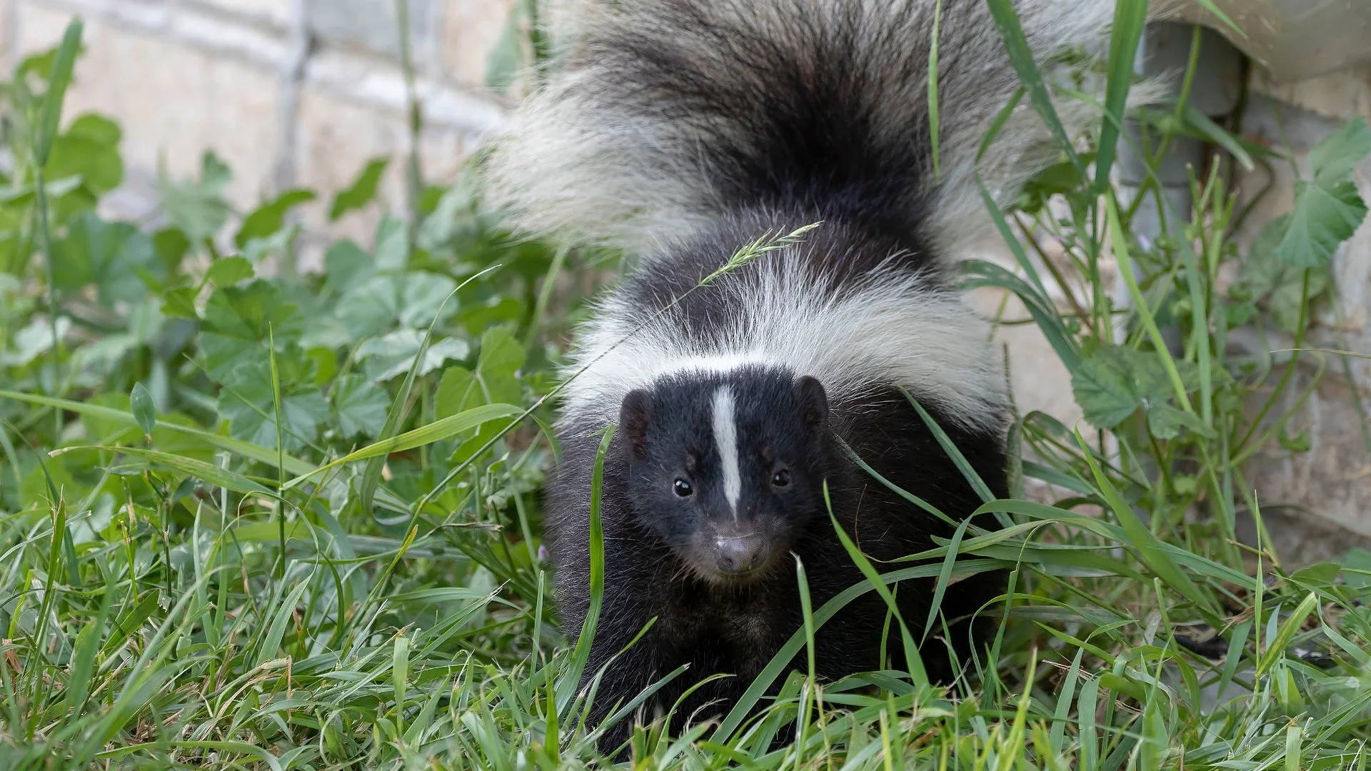 What to Look for in a Live Trapping Company for Nuisance Wildlife