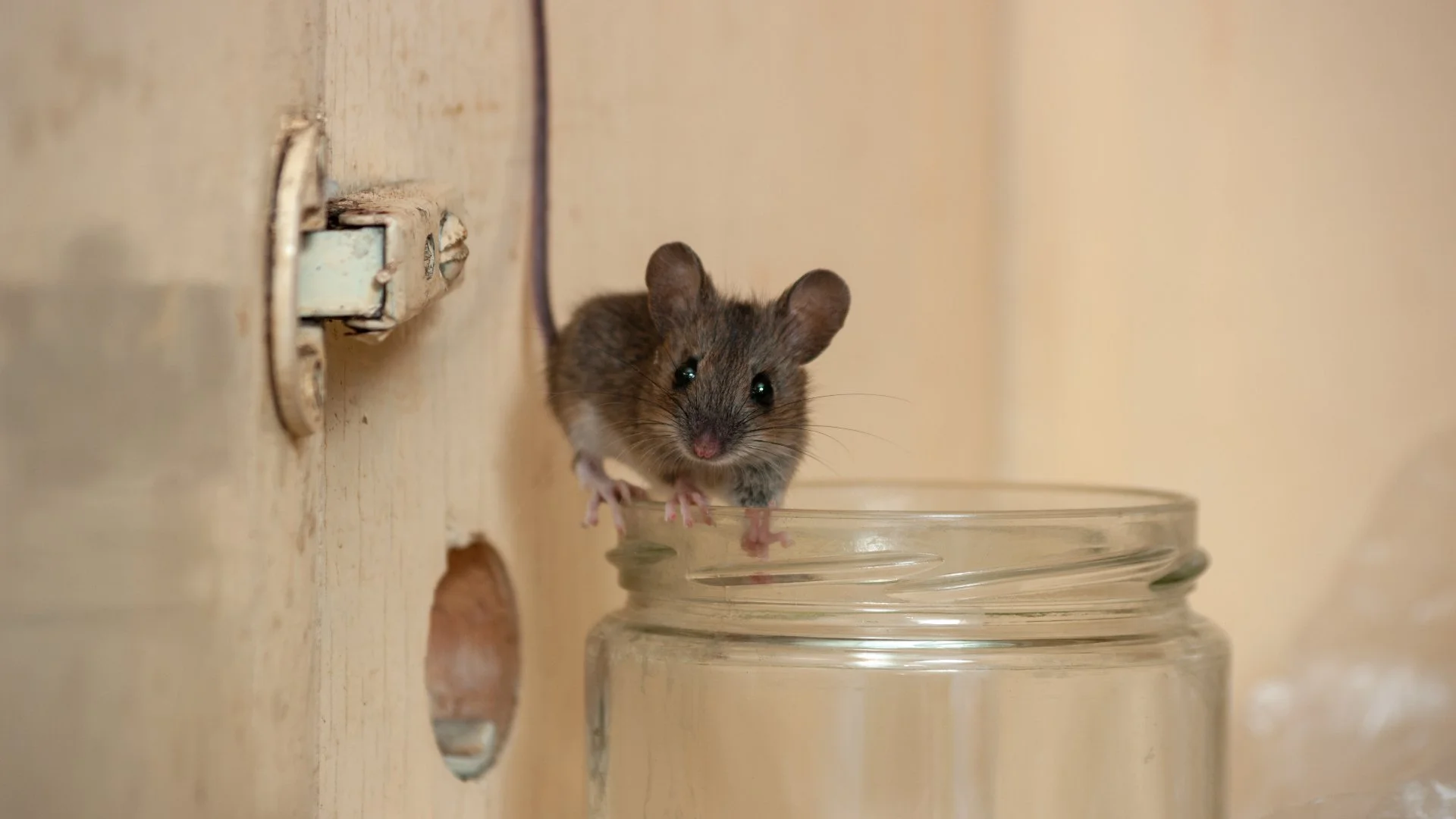 Signs That Indicate Rodents Have Infested Your Home