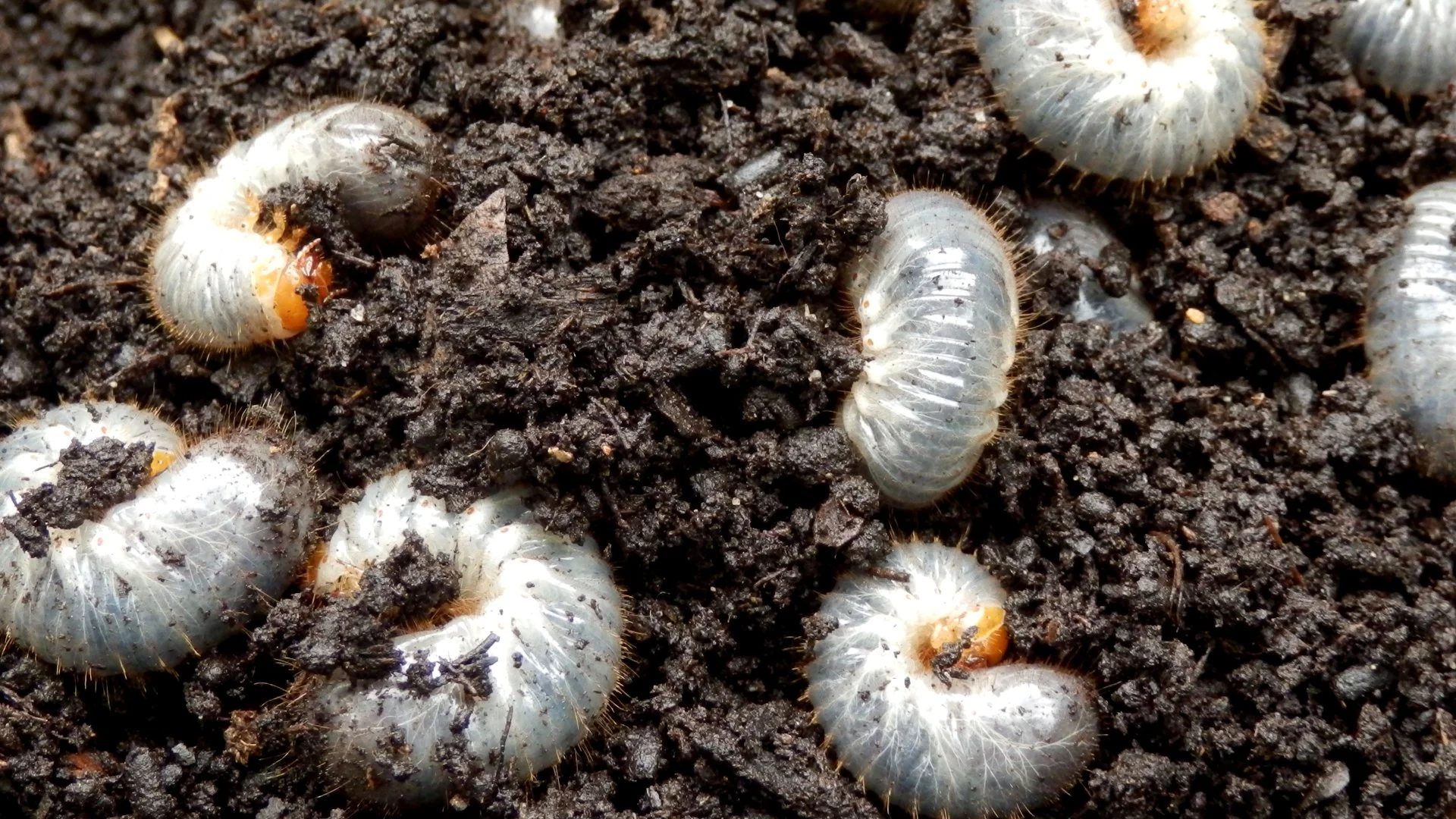 What Is Causing Grubs to Be Attracted to Your Lawn?