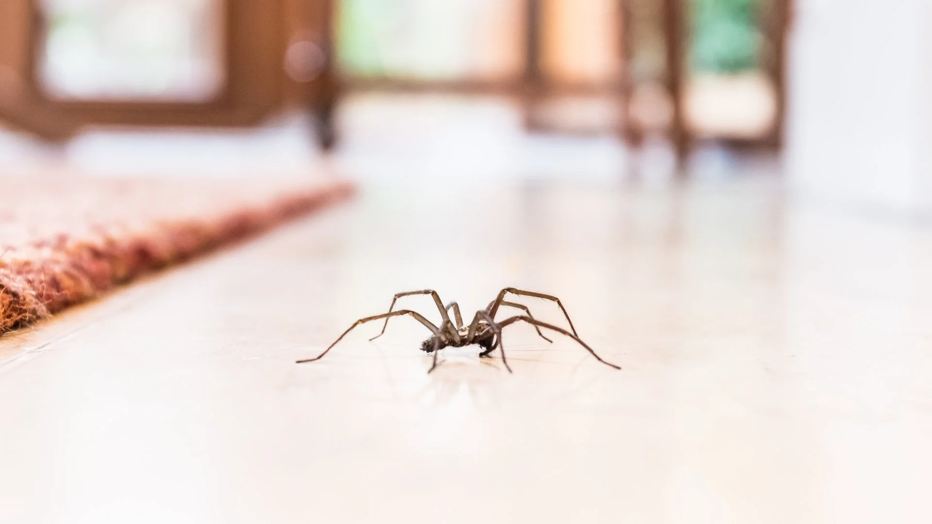 Why Are Spiders Coming Into Your Indoor Space?