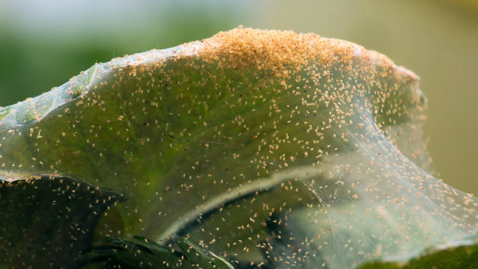 Spider Mites Are Tiny but Cause Huge Issues for Plants!