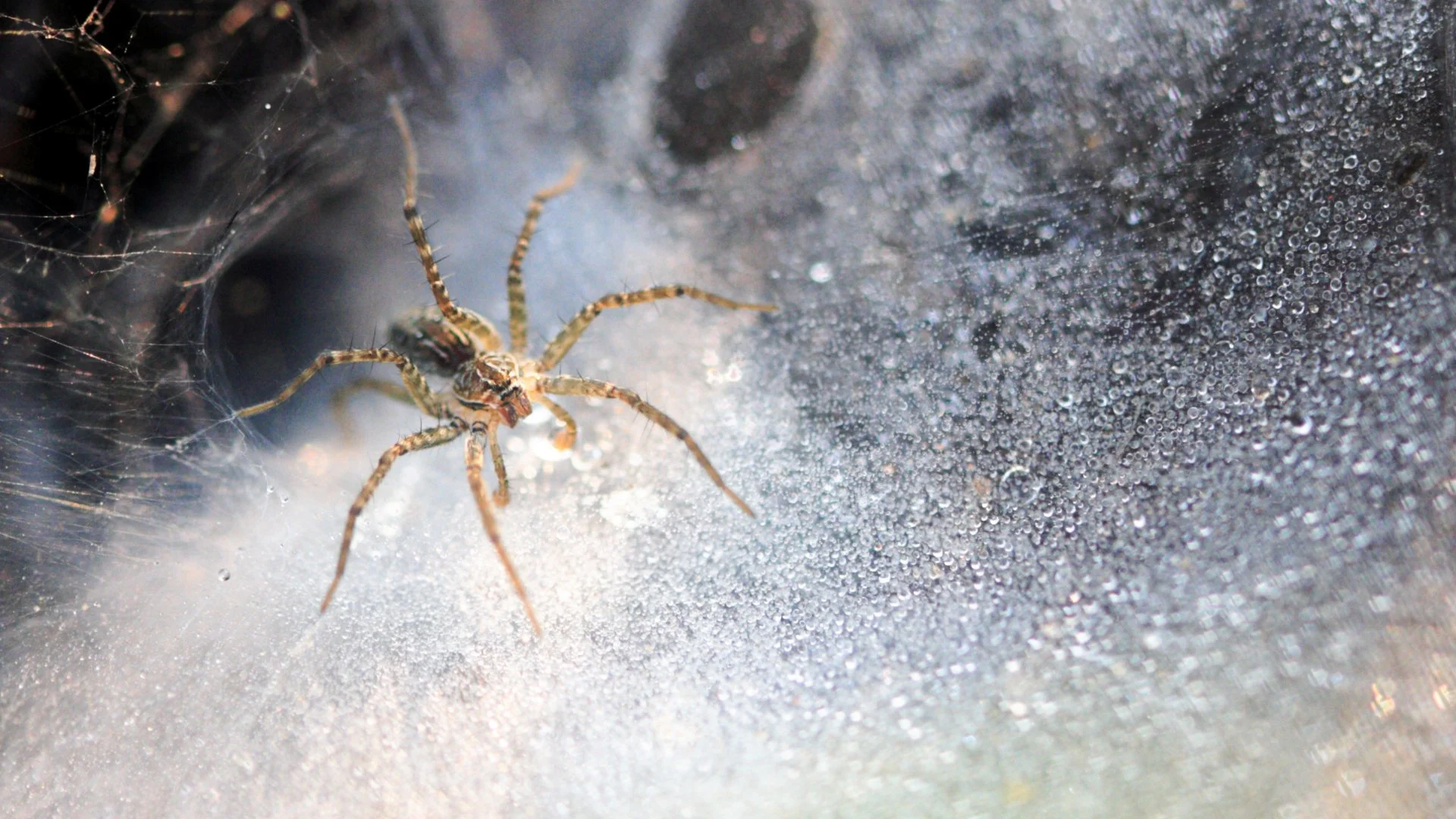Keep Spiders Away: Top Tips to Protect Your Home