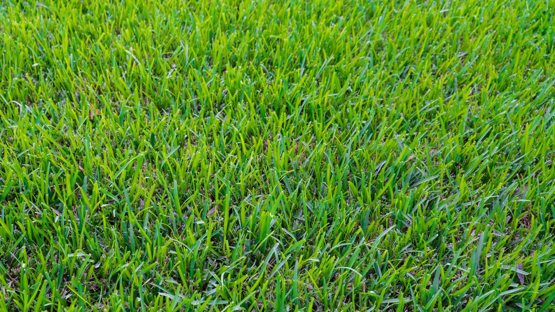 Does Your Lawn in Texas Still Grow During the Winter?