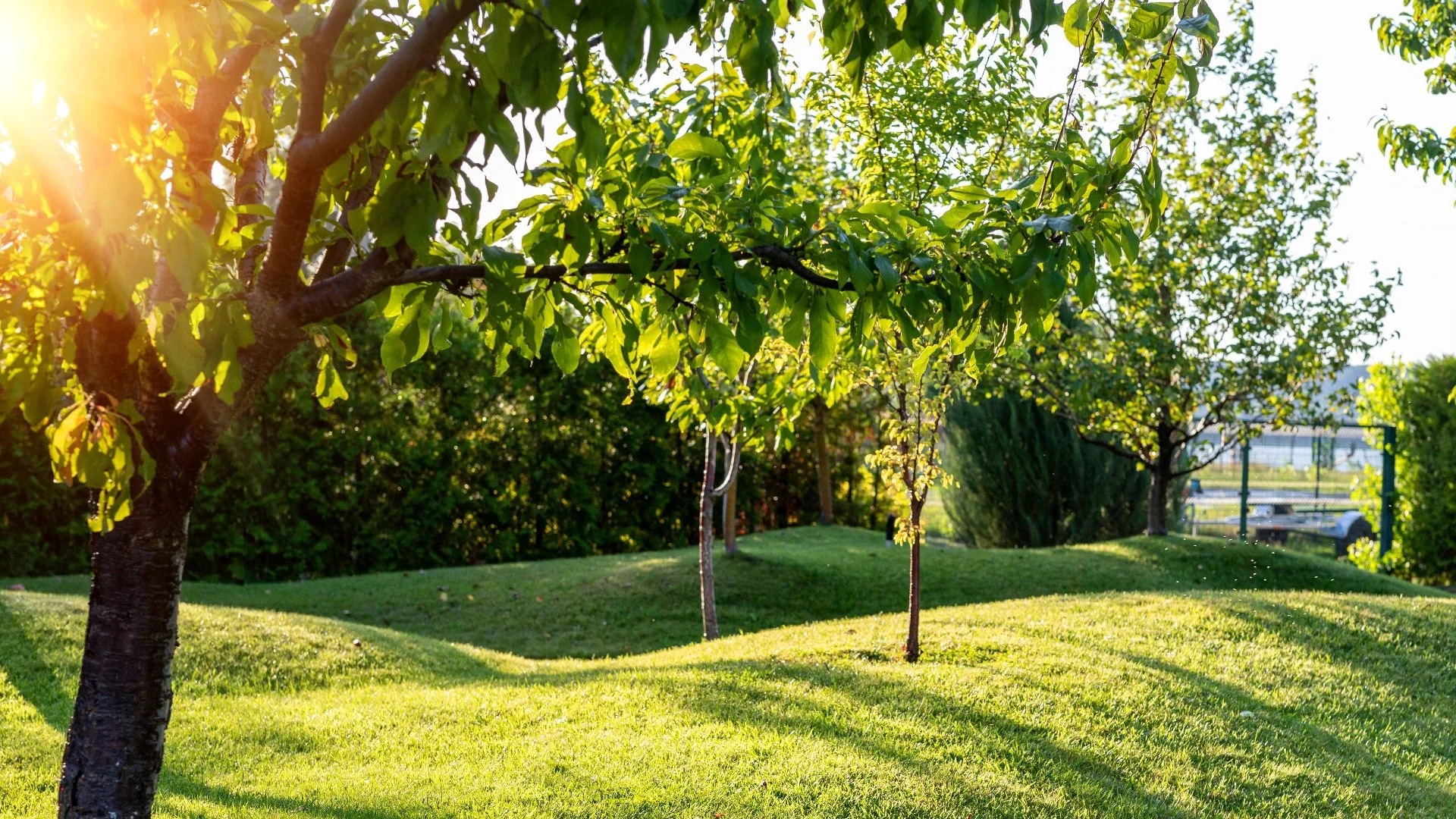 Should You Hire Pros to Fertilize Your Trees & Shrubs?