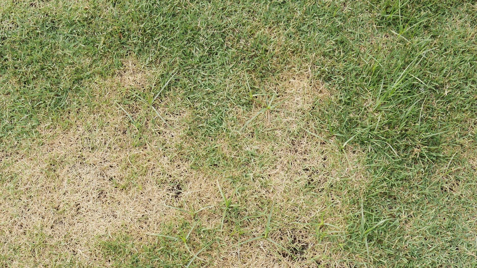 What to Know About Take-All Patch - A Common Lawn Disease in Texas