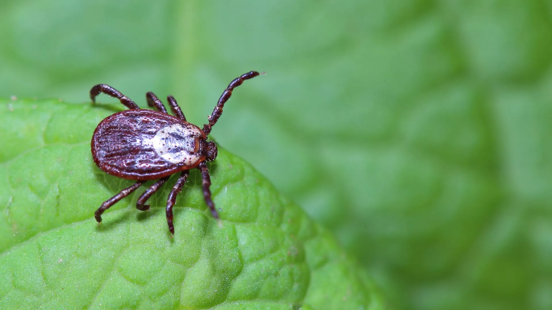 Tick found on leaf in client's property in Austin, TX.