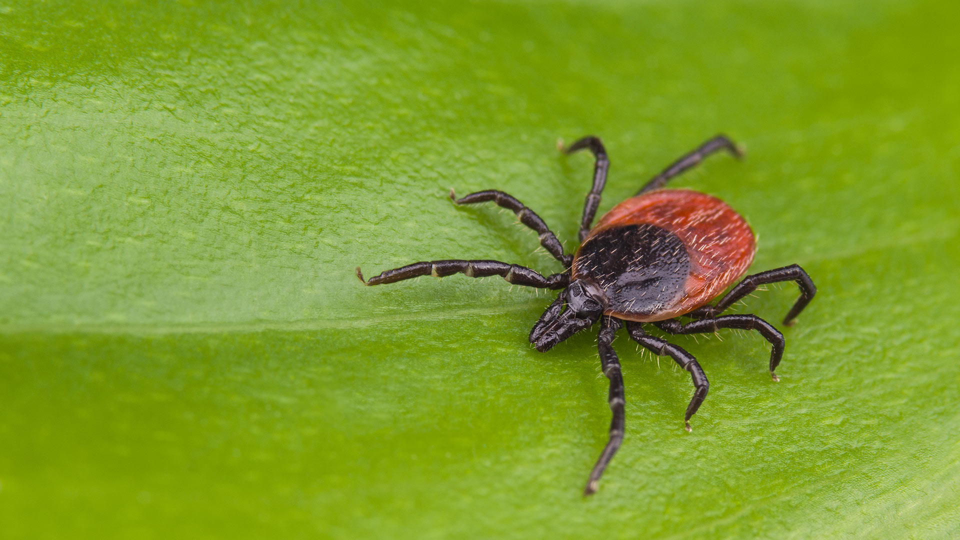 It’s Tick Season in Texas - Protect Yourself With These Tips