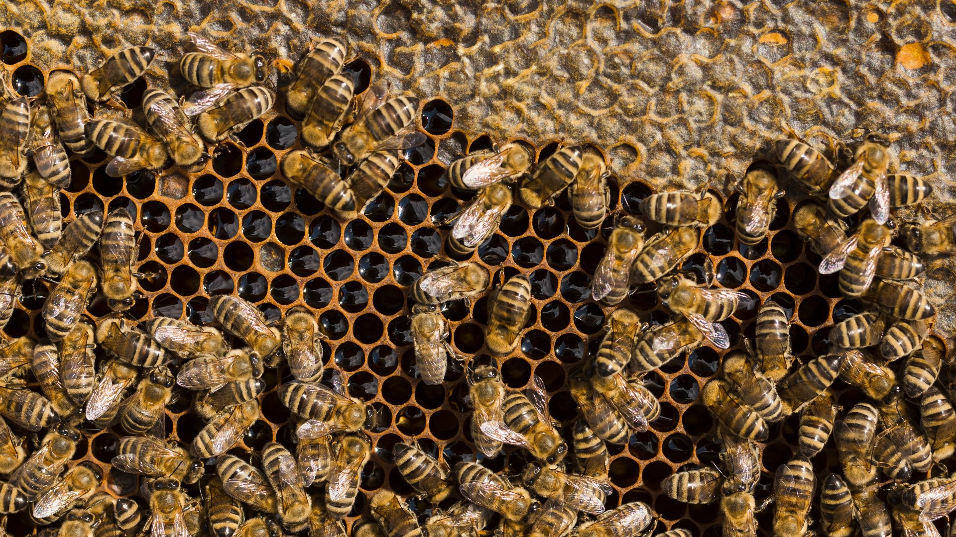Are Wasps Nesting on Your Property? Do This!