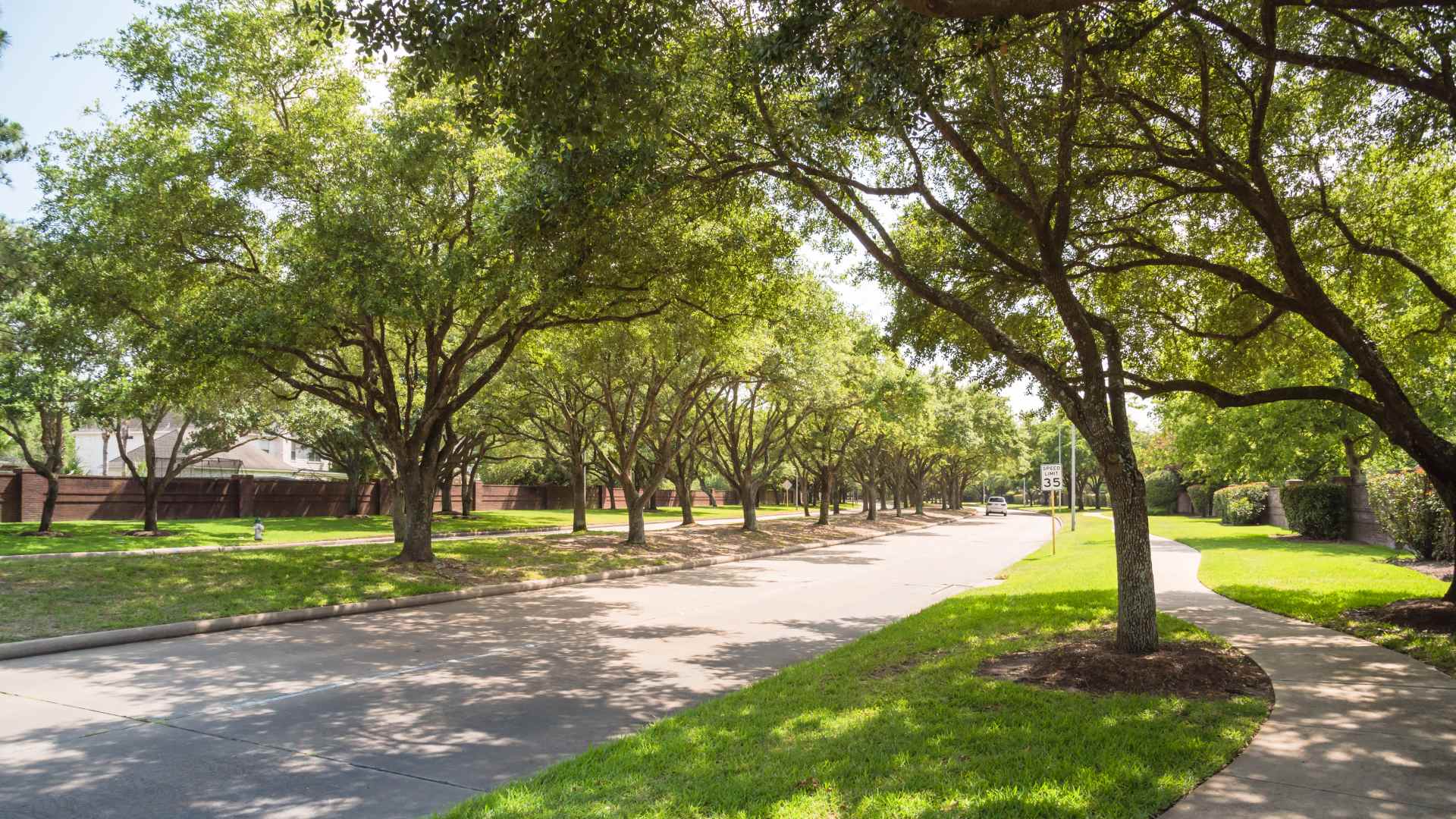 Neighborhood street tree alleyway in Georgetown, TX.