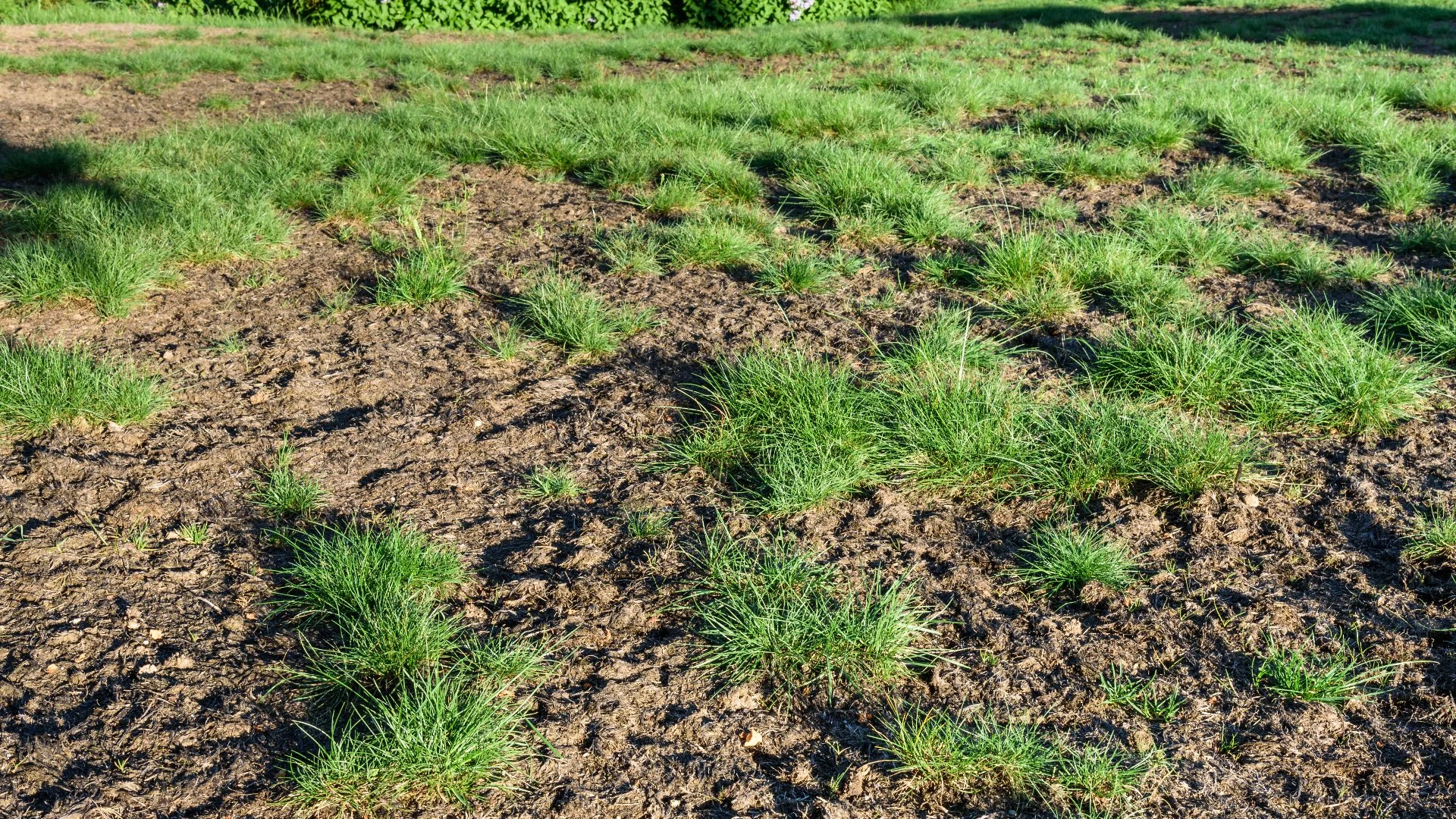 Why Is Your Lawn Brown? Comparing Dehydration, Over-Fertilization & Disease