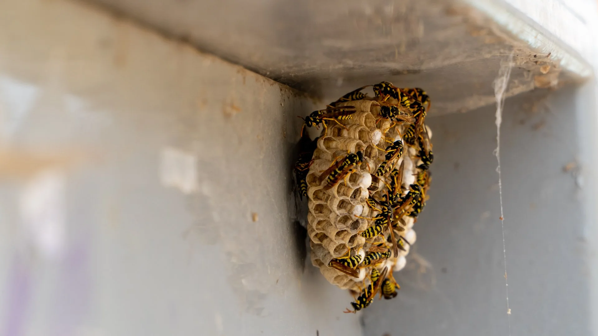 What Attracts Wasps to Your Property?