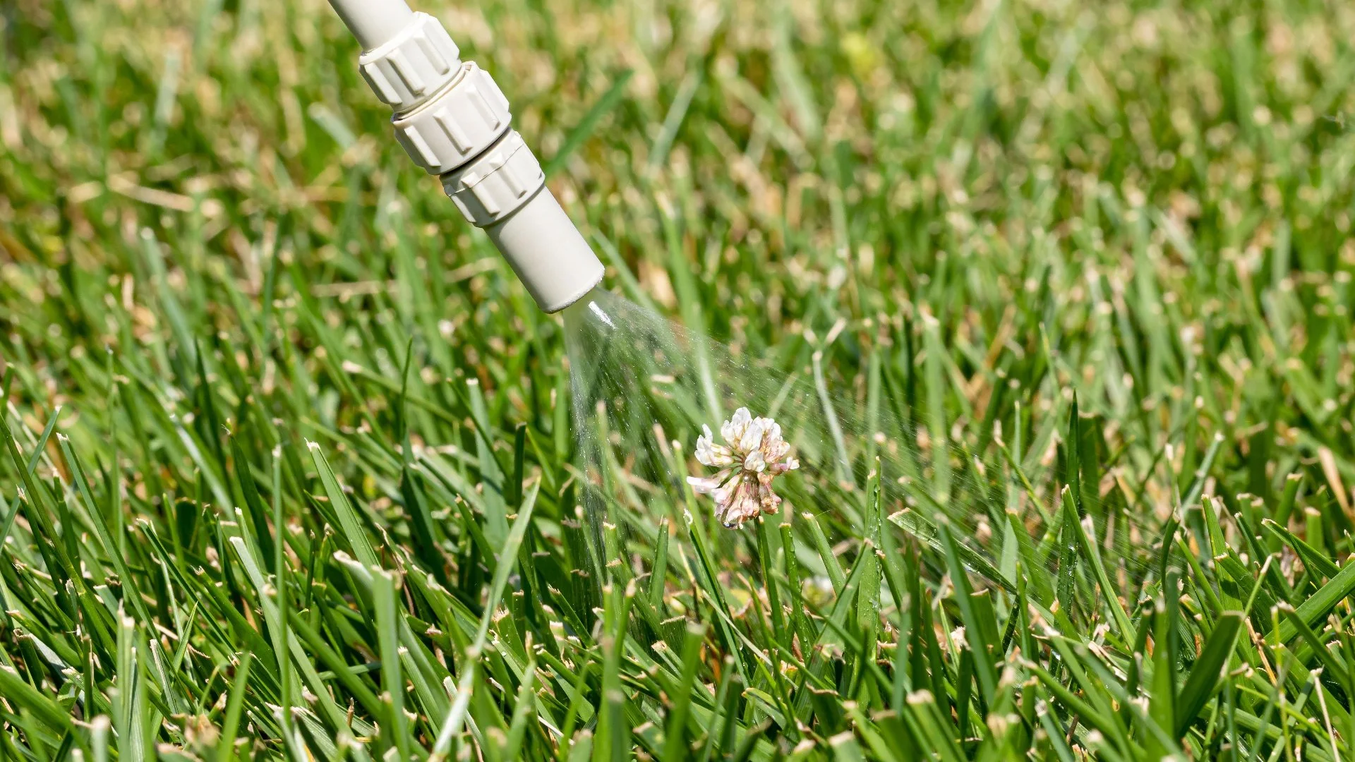Can Weed Control Treatments Harm Your Lawn?