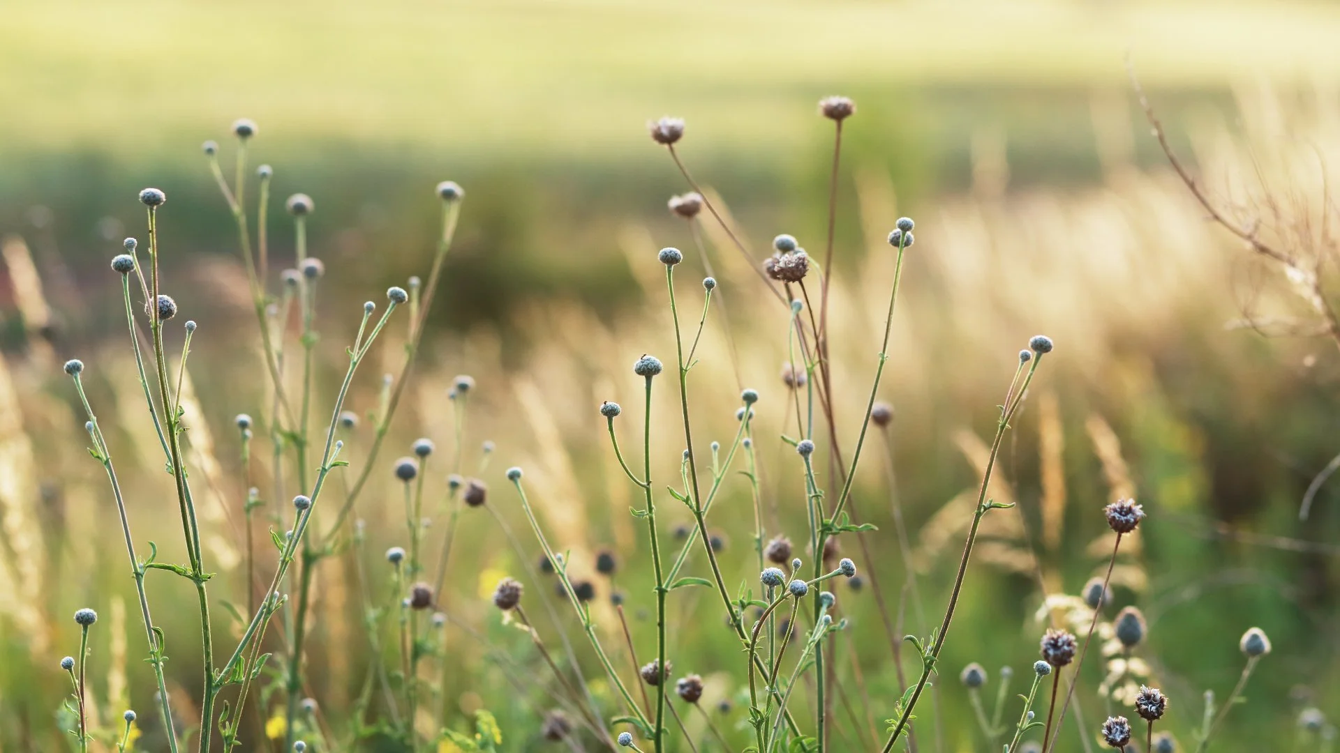 5 Common Weeds in Round Rock, TX & How to Get Rid of Them