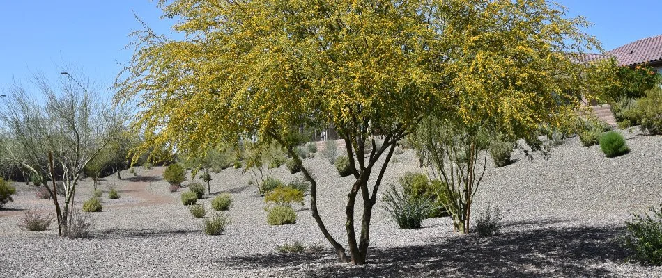Acacia tree in Austin, TX.