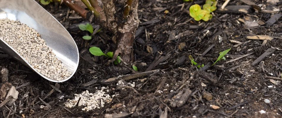 Granular fertilizer being applied by a bush in Austin, TX.