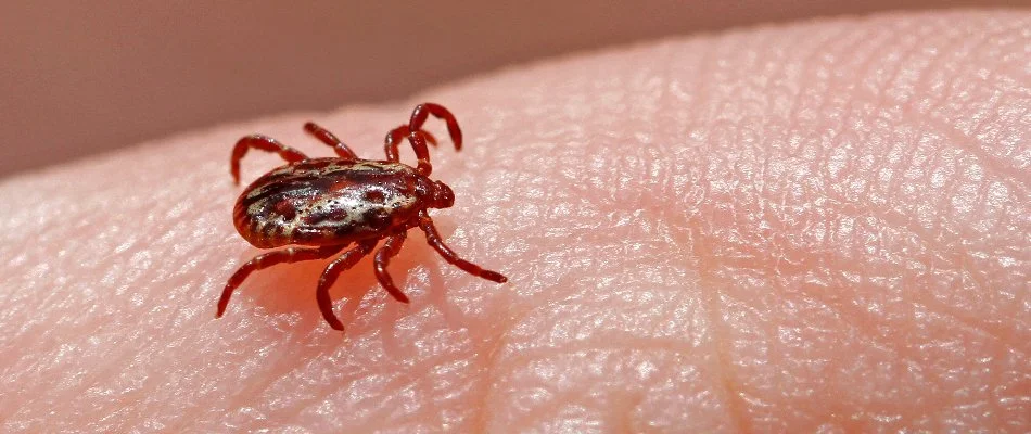 American dog tick in Austin, TX, on a finger.