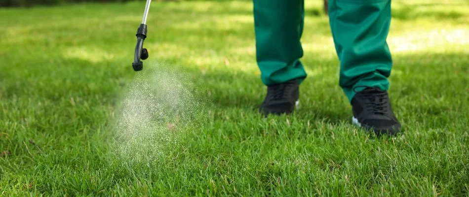 Applying pre-emergent weed control treatment on grass in Austin, TX.