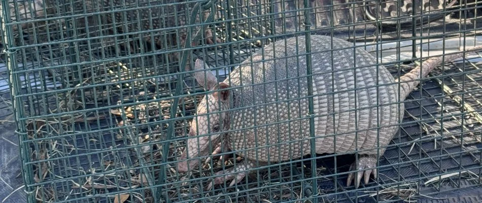 Armadillo in a trap in Austin, TX.