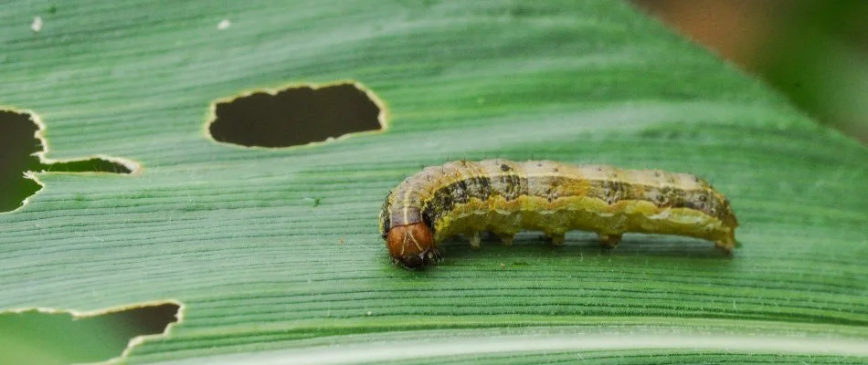 Armyworm on a damaged grass blade in Austin, TX.