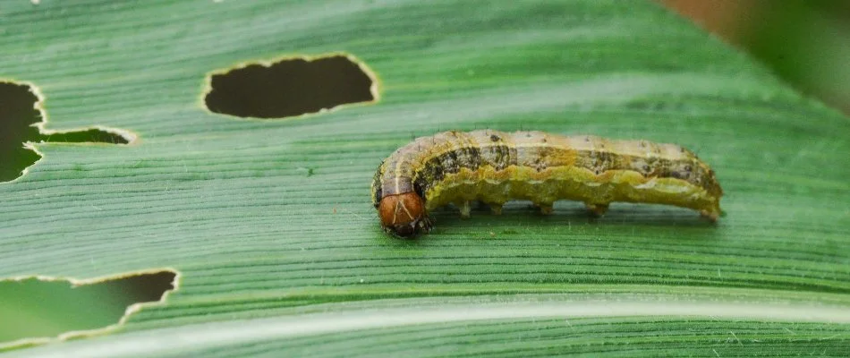 Armyworm in Austin, TX, on a grass blade with holes.